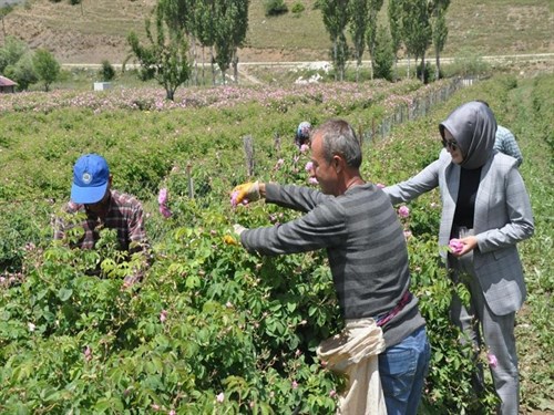 Kaymakam Esra Arıtürk, Tarım İşçilerini Ziyaret Etti